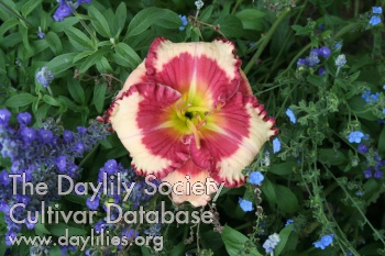 Daylily Eye Catching Discovery